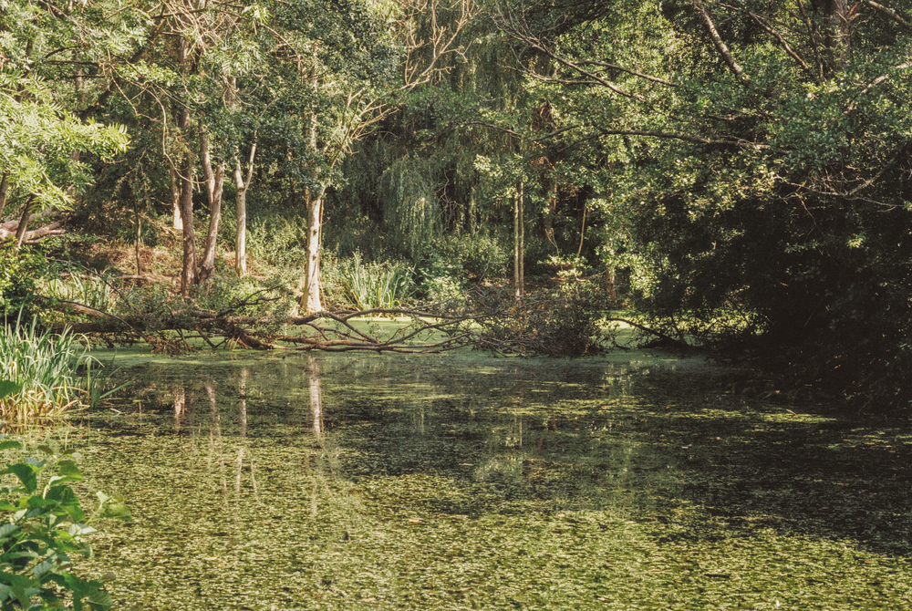 A very green pond at the University of Warwick campus