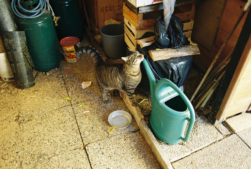 One of my parents' cats
