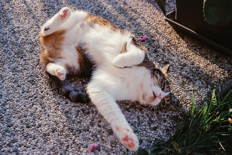A cat lying on its back in sunlight.