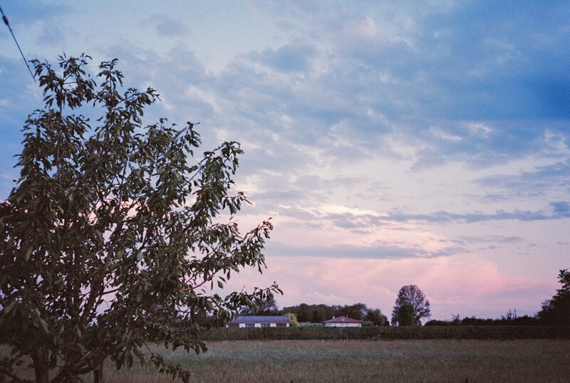 A tree and fields beneath a pink evening sky.