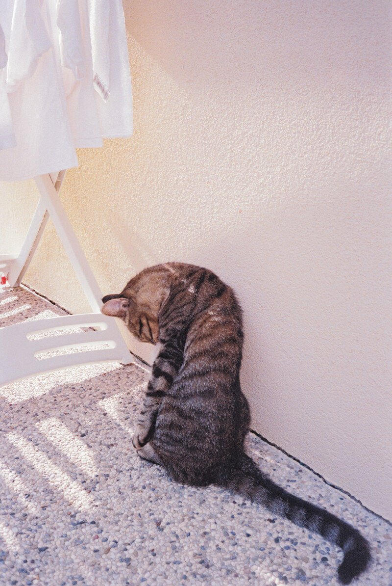 A tabby cat sitting in sunlight beside a window.
