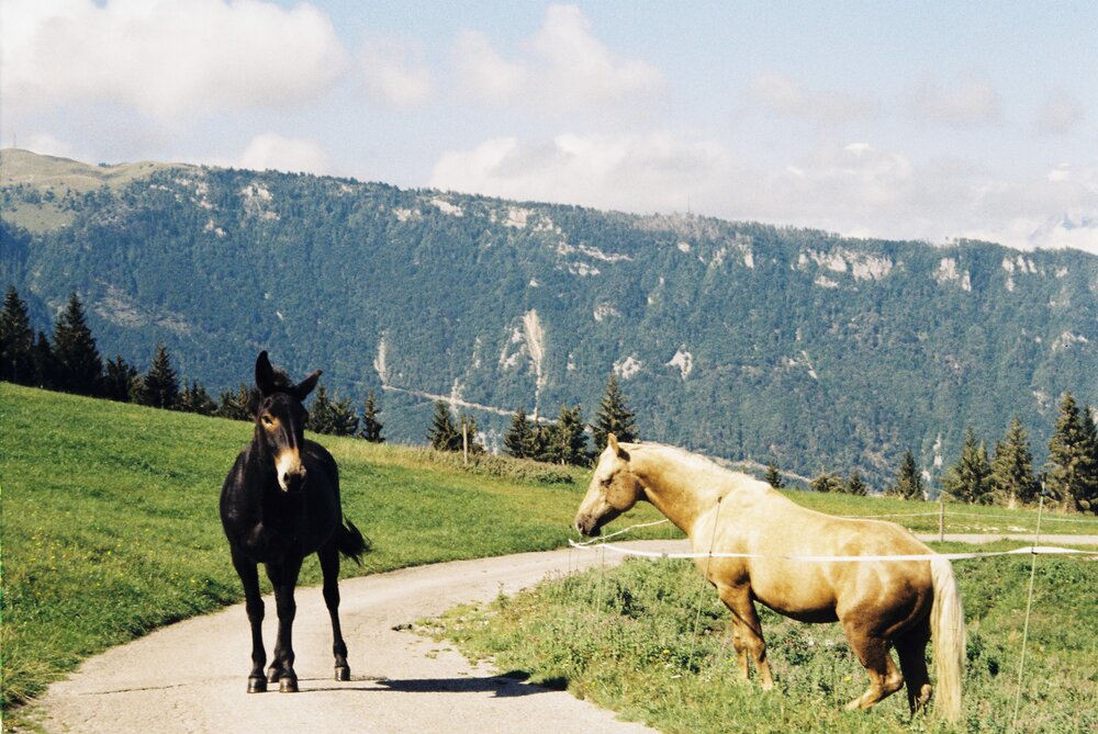 Horses.