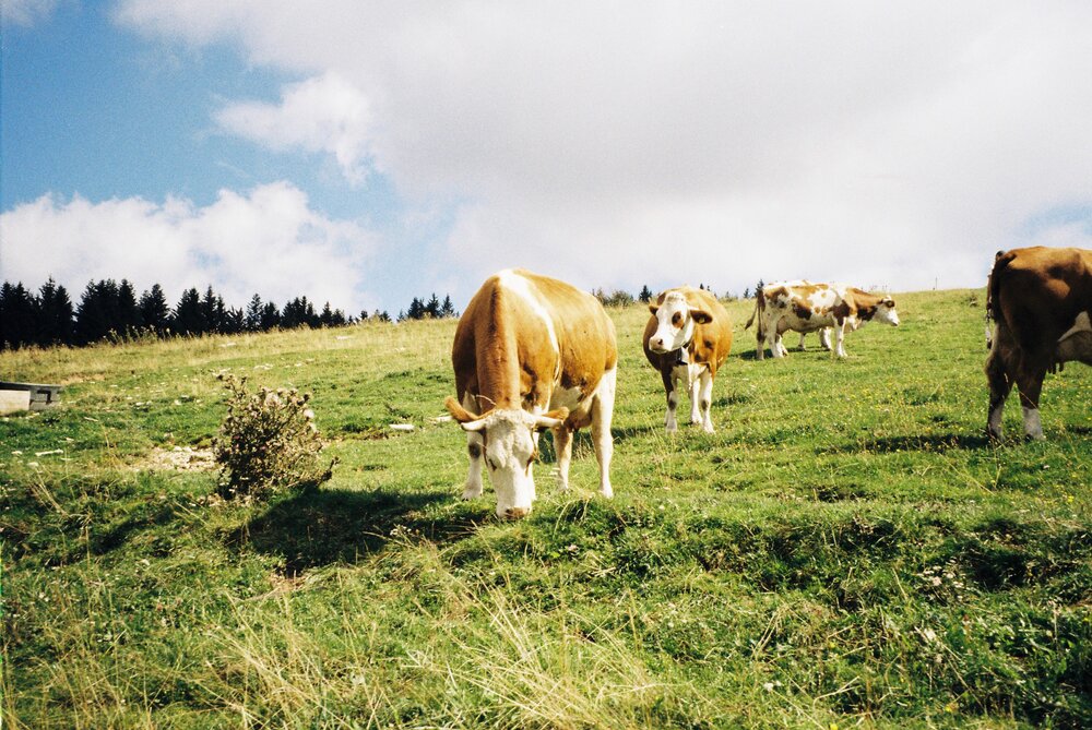 Cows.